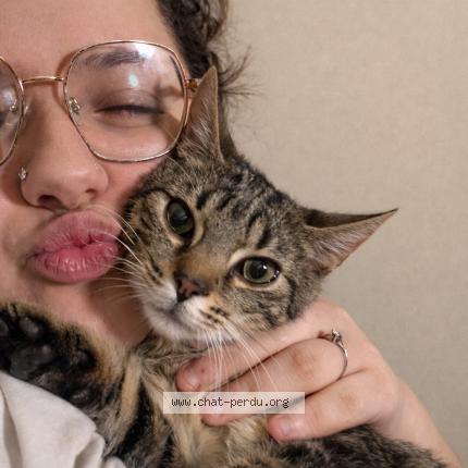 Photo 1/1 Ice Chat lost in Clermont en argonne