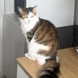 Picture of cat lost at Six Fours Les Plages