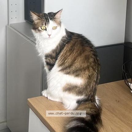 Photo 1/1 Athena Chat lost in Six fours les plages