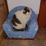 Picture of cat lost at Mours