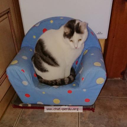 Photo 1/1 Nebulon Chat lost in Mours