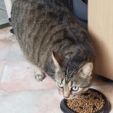 Picture of cat lost at Creteil