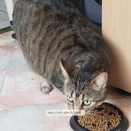 Photo 1/1 Kira Chat lost in Creteil