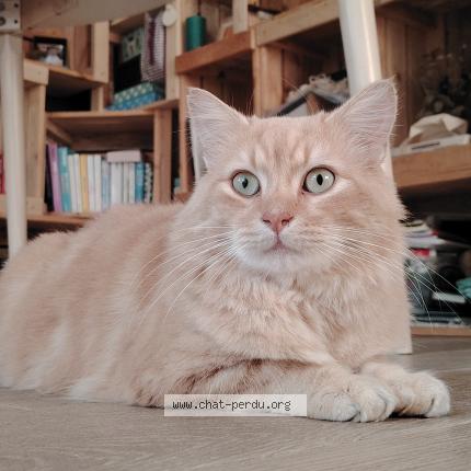 Photo 1/1 Leclercq axel Chat lost in Cheille