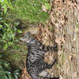 Picture of cat found at Arcachon