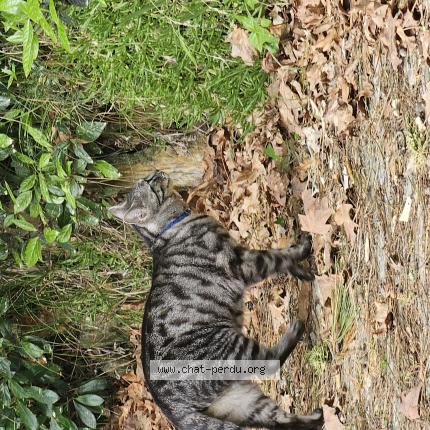 Photo 1/1 Found cat Found in Arcachon