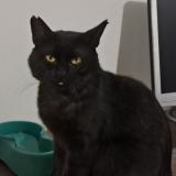 Picture of cat lost at Merignac