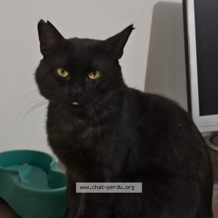 Photo 1/1 Coquin Chat lost in Merignac