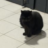 Picture of cat found at Thumeries