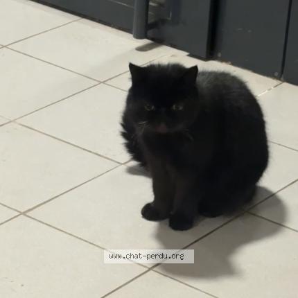 Photo 1/1 Found cat Found in Thumeries