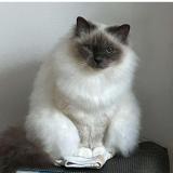 Picture of cat lost at Plozevet