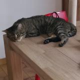 Picture of cat lost at Alleur