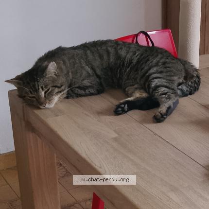 Photo 1/1 simba Chat lost in Alleur