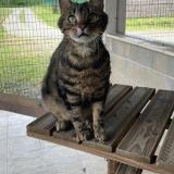 Picture of cat lost at Poitiers