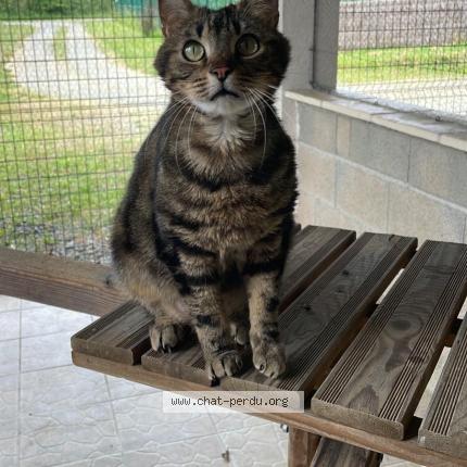 Photo 1/1 Olaf Chat lost in Poitiers