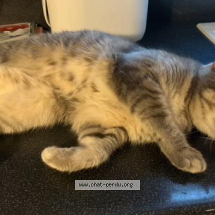 Photo 1/1 Chipi Chat lost in Lyon