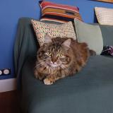 Picture of cat lost at Dijon