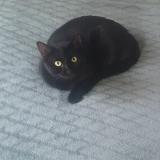 Picture of cat lost at Bordeaux