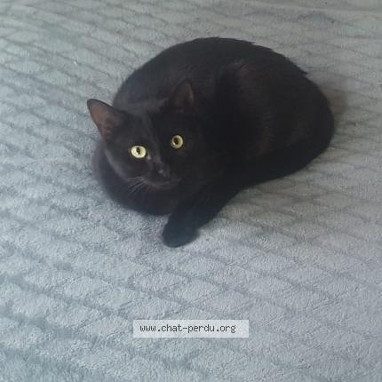 Photo 1/1 Menace Chat lost in Bordeaux