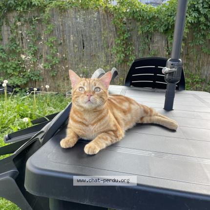 Photo 1/1 Kira Chat lost in Livry gargan