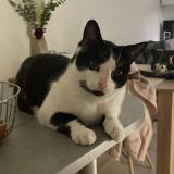 Picture of cat lost at Lanta