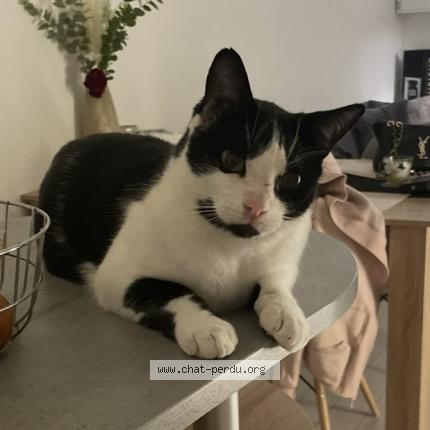 Photo 1/1 Pablo Chat lost in Lanta