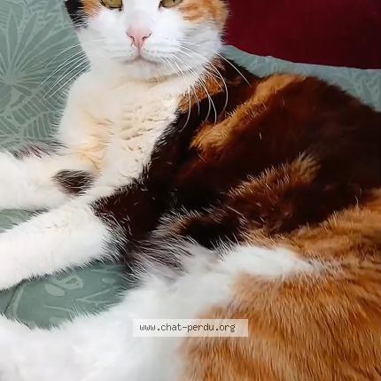 Photo 1/1 aidi Chat lost in Sable d or les pins