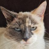 Picture of cat lost at Guichen