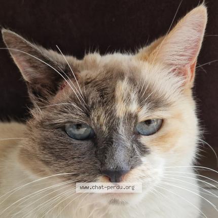 Photo 1/1 Yuna Chat lost in Guichen