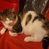 Picture of cat found at Merville