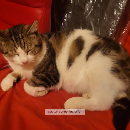 Photo 1/1 Found cat Found in Merville