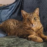 Picture of cat lost at Arras