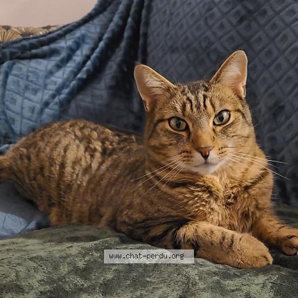 Photo 1/1 Taz Chat lost in Arras