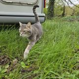 Picture of cat lost at Juigne Sur Loire