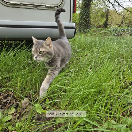 Photo 1/1 Tsookie Chat lost in Juigne sur loire