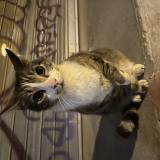 Picture of cat found at Nantes