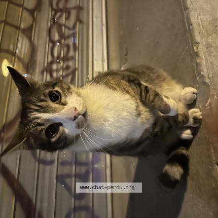 Photo 1/1 Found cat Found in Nantes