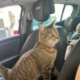 Picture of cat lost at Ecrouves