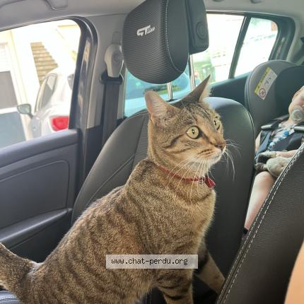 Photo 1/1 Nenette Chat lost in Ecrouves