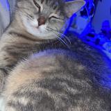 Picture of cat lost at Epervans