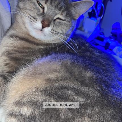 Photo 1/1 Desigual Chat lost in Epervans