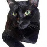 Picture of cat lost at Gradignan