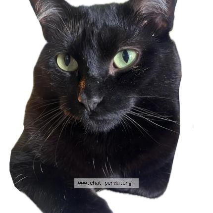 Photo 1/1 ORI Chat lost in Gradignan