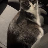 Picture of cat found at Valence