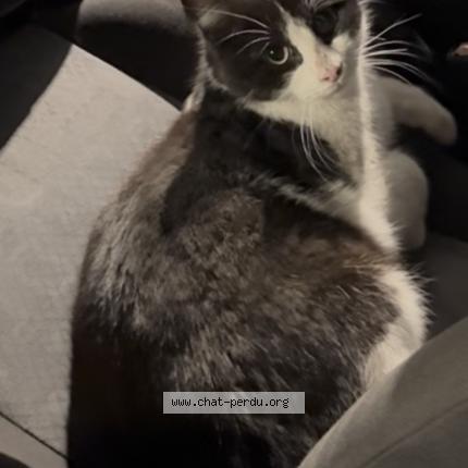 Photo 1/1 Found cat Found in Valence