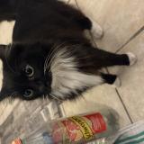 Picture of cat found at Grasse