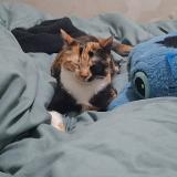 Picture of cat lost at Louvres