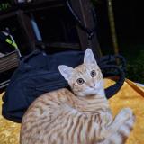 Picture of cat lost at Noumea