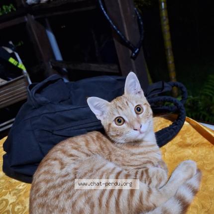 Photo 1/1 Ozzy Chat lost in Noumea