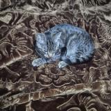 Picture of cat found at Liege